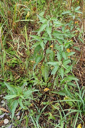 Solanum dulcamara \ Bitterser Nachtschatten, A St. Andrä 27.9.2022