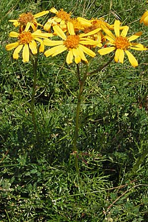 Senecio abrotanifolius / Southernwood-Leaved Ragwort, A Carinthia, Petzen 21.7.2007