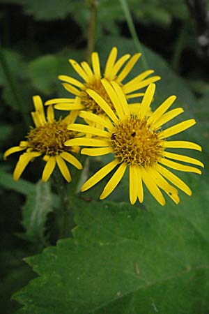 Senecio alpinus \ Alpen-Greiskraut, A Turrach 22.7.2007