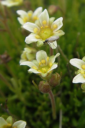 Saxifraga moschata \ Moschus-Steinbrech / Musky Saxifrage, A Kärnten/Carinthia, Petzen 2.7.2010