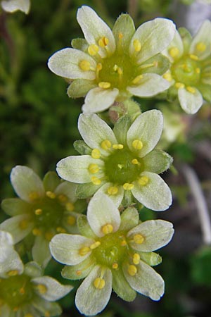 Saxifraga moschata \ Moschus-Steinbrech / Musky Saxifrage, A Kärnten/Carinthia, Petzen 2.7.2010