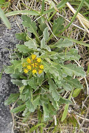 Senecio incanus subsp. carniolicus \ Krainer Greiskraut / Carniolan Ragwort, A Malta - Tal / Valley 19.7.2010