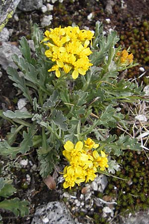 Senecio incanus subsp. carniolicus \ Krainer Greiskraut / Carniolan Ragwort, A Malta - Tal / Valley 19.7.2010