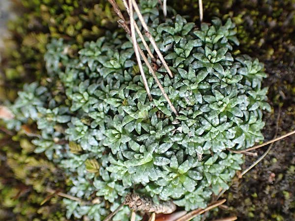 Saxifraga caesia \ Blaugrner Steinbrech / Grey Saxifrage, A Kärnten/Carinthia, Trögerner Klamm 18.5.2016