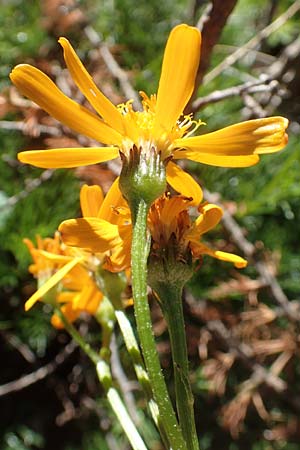 Senecio abrotanifolius \ Eberreisblttriges Greiskraut, Eberrauten-Greiskraut / Southernwood-Leaved Ragwort, A Kärnten/Carinthia, Petzen 8.8.2016