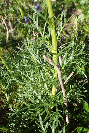 Senecio abrotanifolius / Southernwood-Leaved Ragwort, A Carinthia, Petzen 8.8.2016