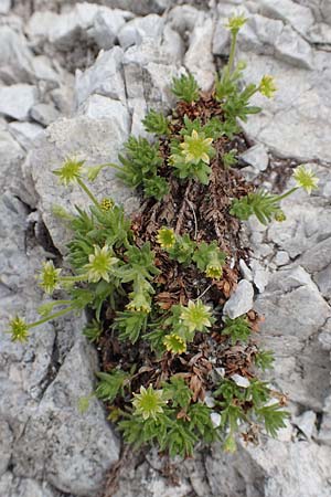 Saxifraga sedoides \ Mauerpfeffer-Steinbrech / Eastern Saxifrage, A Osttirol, Porze 13.7.2019