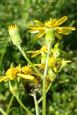 Senecio rupestris / Rock Ragwort, A Lawinenstein 5.7.2020