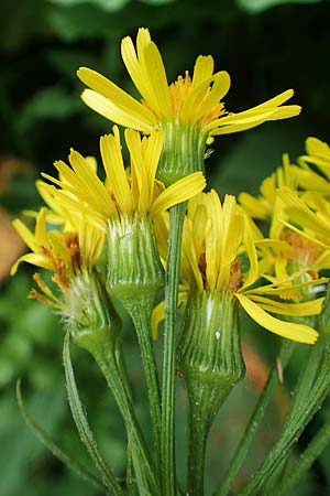 Tephroseris crispa \ Krauses Aschenkraut, Bach-Greiskraut, A Seckauer Tauern, Brandstätter Törl 1.7.2021