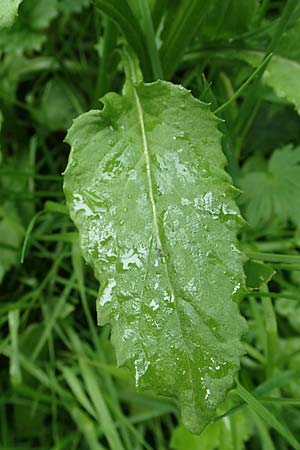 Tephroseris crispa \ Krauses Aschenkraut, Bach-Greiskraut / Frizzly Groundsel, A Seckauer Tauern, Brandstätter Törl 1.7.2021