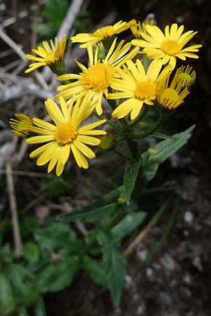 Senecio umbrosus \ Schatten-Greiskraut, A Türnitz 6.5.2022