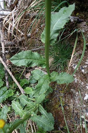 Senecio umbrosus \ Schatten-Greiskraut, A Türnitz 6.5.2022