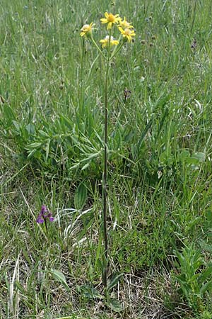 Senecio doronicum subsp. doronicum \ Gmswurz-Greiskraut / Chamois Ragwort, A Seewinkel, Podersdorf 10.5.2022