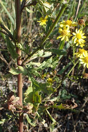 Senecio aquaticus \ Wasser-Greiskraut, A Seewinkel, Apetlon 23.9.2022