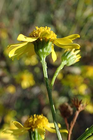 Senecio aquaticus \ Wasser-Greiskraut / Marsh Ragwort, A Seewinkel, Apetlon 23.9.2022