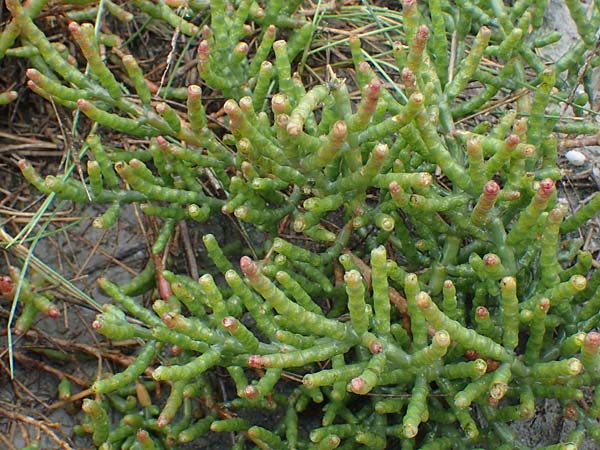 Salicornia perennans / Glasswort, A Seewinkel, Podersdorf 26.9.2012