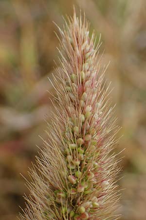 Setaria viridis subsp. pycnocoma \ Unkraut-Borstenhirse / Weed Bristle Grass, A Seewinkel, Wallern 27.9.2022