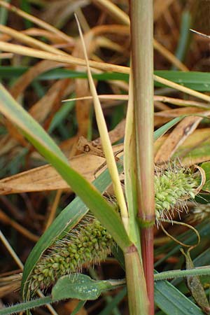 Setaria viridis subsp. pycnocoma \ Unkraut-Borstenhirse / Weed Bristle Grass, A Seewinkel, Wallern 27.9.2022