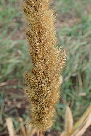 Setaria viridis subsp. pycnocoma \ Unkraut-Borstenhirse, A Seewinkel, Wallern 27.9.2022