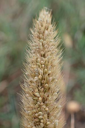 Setaria viridis subsp. pycnocoma \ Unkraut-Borstenhirse / Weed Bristle Grass, A Seewinkel, Wallern 27.9.2022