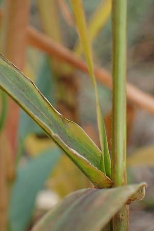 Setaria viridis subsp. pycnocoma \ Unkraut-Borstenhirse / Weed Bristle Grass, A Seewinkel, Wallern 27.9.2022