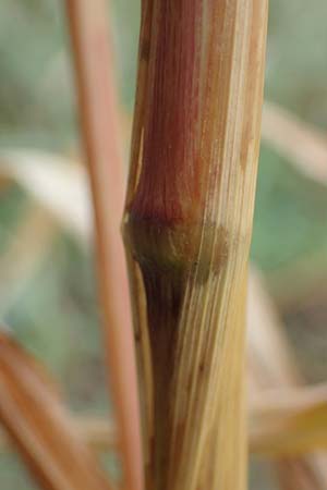 Setaria viridis subsp. pycnocoma \ Unkraut-Borstenhirse / Weed Bristle Grass, A Seewinkel, Wallern 27.9.2022