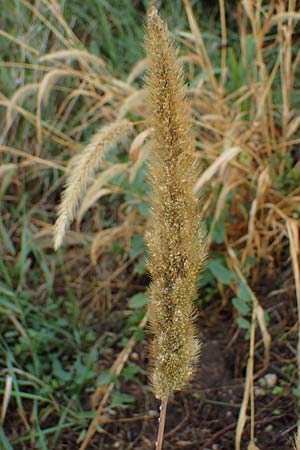 Setaria viridis subsp. pycnocoma \ Unkraut-Borstenhirse, A Seewinkel, Wallern 27.9.2022