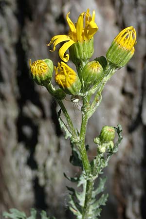 Senecio jacobaea \ Jakobs-Greiskraut, Jakobs-Kreuzkraut, A Bad Vöslau 7.7.2023