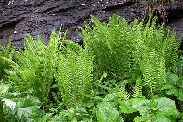 Matteuccia struthiopteris \ Strau-Farn / Ostrich Fern, A Turrach 8.6.2008