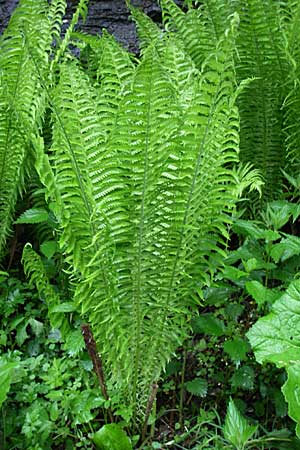 Matteuccia struthiopteris \ Strau-Farn / Ostrich Fern, A Turrach 8.6.2008