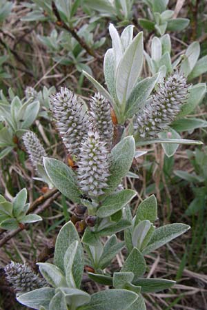 Salix glaucosericea \ Seiden-Weide / Silky Willow, A Malta - Tal / Valley 7.6.2008