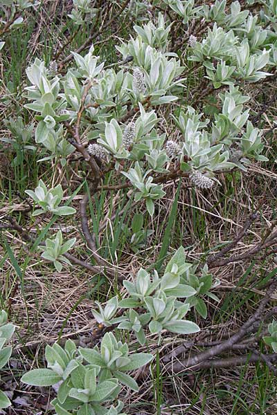 Salix glaucosericea \ Seiden-Weide / Silky Willow, A Malta - Tal / Valley 7.6.2008