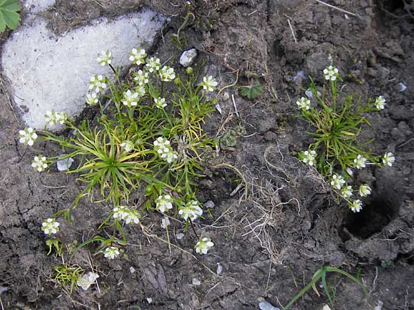 Sagina saginoides \ Alpen-Mastkraut / Alpine Pearlwort, A Trenchtling 3.7.2010