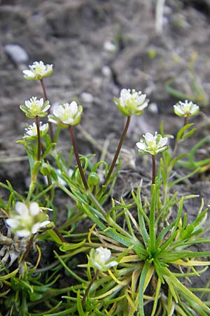 Sagina saginoides \ Alpen-Mastkraut / Alpine Pearlwort, A Trenchtling 3.7.2010