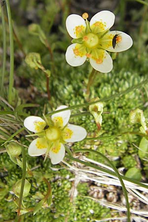 Saxifraga bryoides \ Moos-Steinbrech / Mossy Saxifrage, A Malta - Tal / Valley 19.7.2010