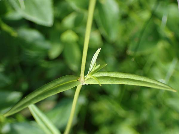 Stellaria graminea \ Gras-Sternmiere / Lesser Stitchwort, A Ingeringsee 27.7.2021