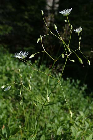 Stellaria graminea \ Gras-Sternmiere / Lesser Stitchwort, A Ingeringsee 27.7.2021