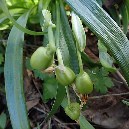 Galanthus nivalis \ Echtes Schneeglckchen / Snowdrop, A Murfeld-Lichendorf 4.4.2023