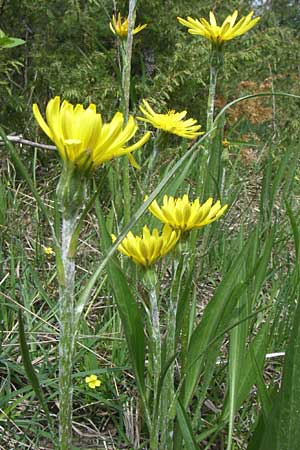 Scorzonera humilis \ Kleine Schwarzwurzel / Viper's Grass, A Reutte 25.5.2008