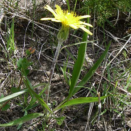 Scorzonera humilis / Viper's Grass, A Reutte 25.5.2008