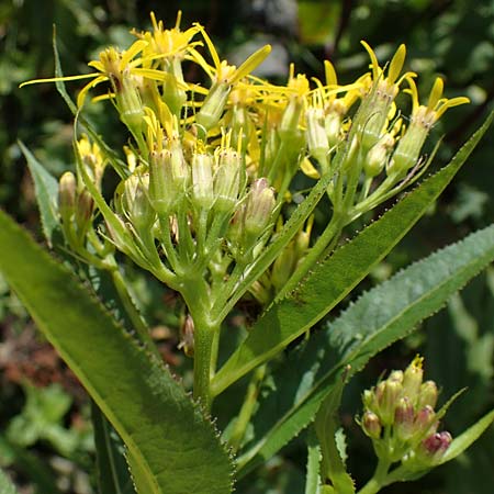 Senecio hercynicus \ Hain-Greiskraut, Harz-Greiskraut, A Niedere Tauern, Sölk-Pass 26.7.2021