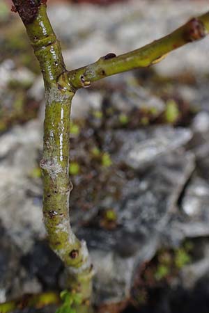 Salix appendiculata \ Schlucht-Weide / Large-Leaved Willow, A Türnitz 6.5.2022