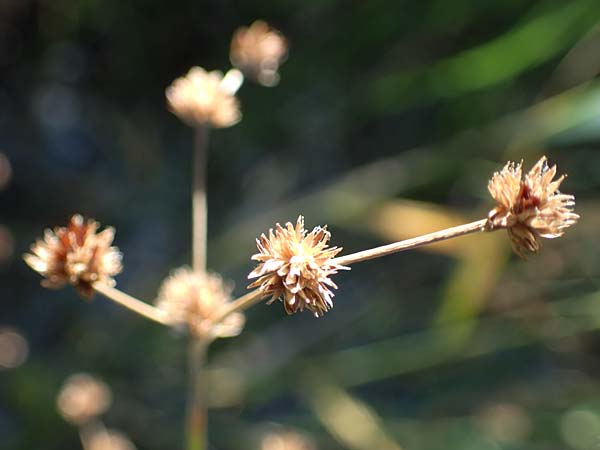 Juncus articulatus \ Glieder-Binse, Glanzfrchtige Binse, A Seewinkel, Apetlon 23.9.2022