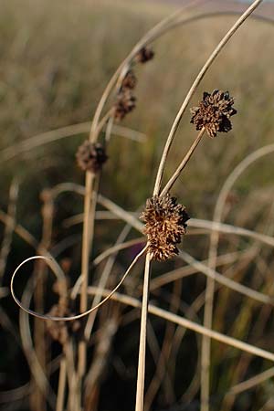 Scirpoides holoschoenus / Round-Headed Club-Rush, A Seewinkel, Illmitz 23.9.2022