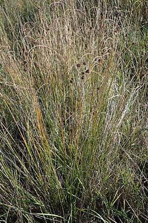 Scirpoides holoschoenus \ Kugelbinse / Round-Headed Club-Rush, A Seewinkel, Illmitz 23.9.2022