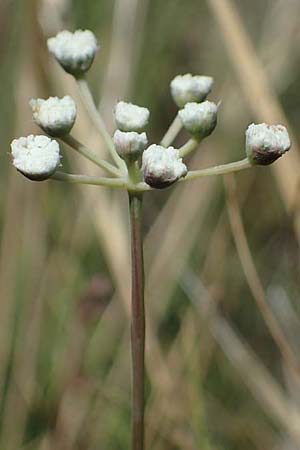 Seseli hippomarathrum \ Pferde-Sesel / Horse Fennel, A Hainburg 8.7.2023