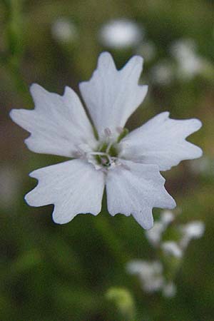 Silene quadrifida \ Alpen-Strahlensame, A Kärnten, Petzen 21.7.2007