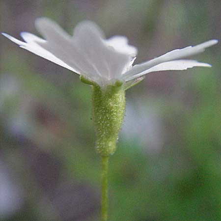 Silene quadrifida \ Alpen-Strahlensame, A Kärnten, Petzen 21.7.2007