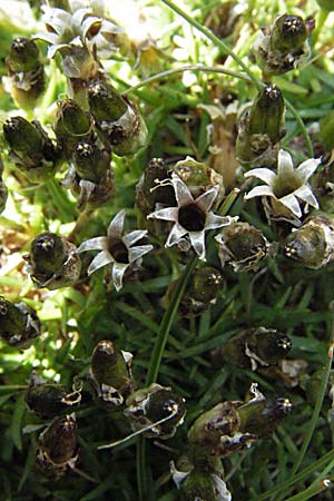 Silene acaulis \ Stngelloses Leimkraut, Kalk-Polsternelke, A Kärnten, Petzen 21.7.2007