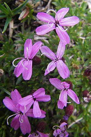 Silene acaulis \ Stngelloses Leimkraut, Kalk-Polsternelke / Moss Campion, A Kärnten/Carinthia, Petzen 2.7.2010